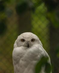 Obraz premium White owl with yellow eyes in autumn cloudy day in Germany