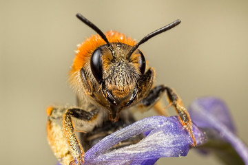 Bee on Bluebell