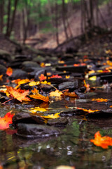 autumn leaves in the river