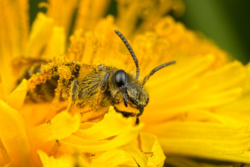 Bee in Dandelion Flower