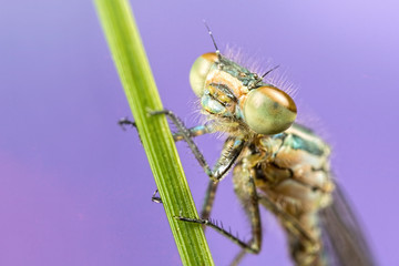 Damselfly on leaf with eye detail