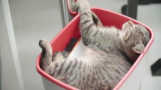 Cute cat sleeping peacufully in a trash can 4K. Long shot close-up of young cat in focus sleeping inside the red trash can.