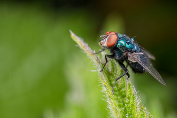 fly on leaf