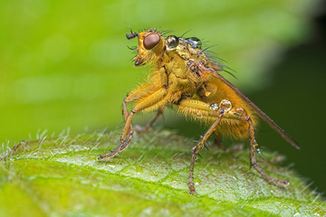 Yellow Dungfly with water on back