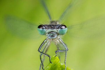 Damselfly face on with wings beating