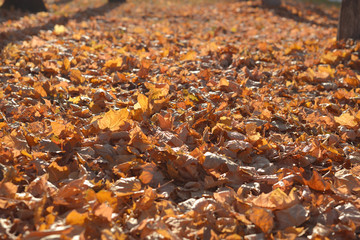 Golden autumn, beautiful background of orange leaves