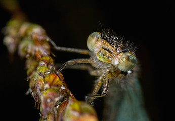 Damselfly Face Portrait with water on face