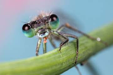Damselfly Face Portrait