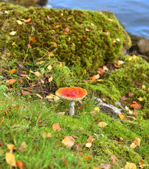 Fototapete bei efototapeten.de bestellen   