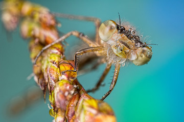 Damselfly with water drops on it