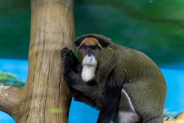 sad monkey on a tree