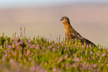 Grouse in Heather