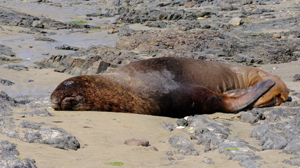 New Zealand male sea lion sleeping, Surat Bay beach, Catlins, New Zealand