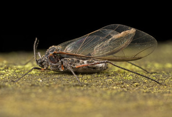 Giant Willow Aphid