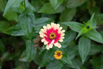 red white yellow petals flower in the garden