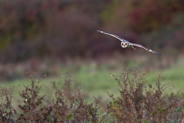 Short-eared owl in flight