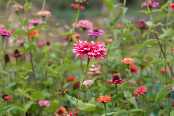 flowers in garden
