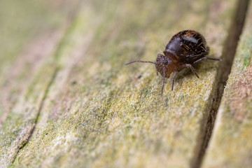 Allacma fusca