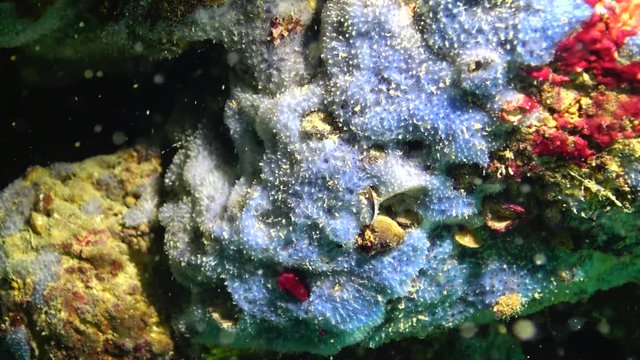 Fauna of the Black Sea. Blue sea sponges (Spongia) on the coastal cliffs in Bulgaria.