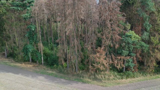 Sterbender Wald in Deutschland - Video Luftaufnahme