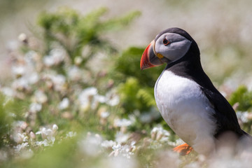 Puffin in white flowers