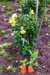 yellow flowers in the garden