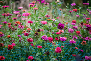 Fototapeta premium red flowers in the garden