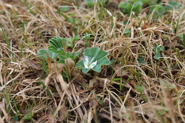 Waterdrops in leaves