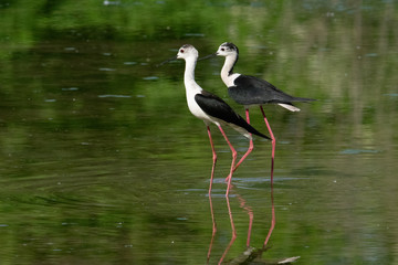 Himantopus himantopus