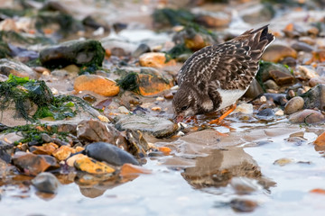 Turnstone