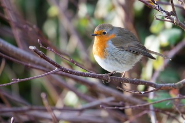 Fluffed up Robin