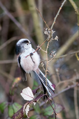 Long-tailed Tit
