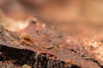Dicyrtomina saundersi