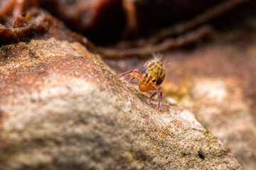 Dicyrtomina saundersi