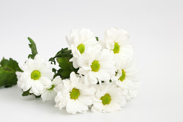 bouquet of white chrysanthemums isolated on a white background