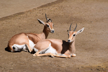 Dorcasgazelle