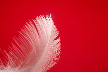Feather fluffy white texture macro view. Luxury softness concept. Bird plumage feathering on red background. Copy space for text
