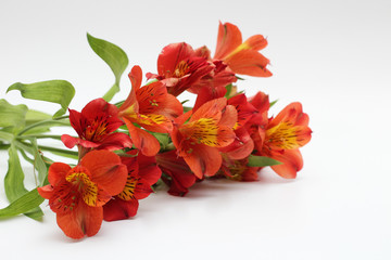 bouquet of fiery yellow-red flowers isolated on a white background