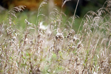 autumn grass