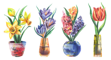 Watercolour  flowers Daffodils, Crocuses, Hyacinth, Tulip in  potted