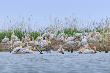 white pelicans in Danube Delta, Romania