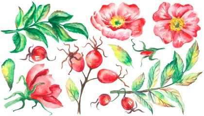 Selbstklebende Fototapeten Watercolor red rosehip berries for textile design on White background. Flower and berries set for card. Green leaf set. Nature postcards print. Template for packing tea. Graphic design element. © Airinn Karbi