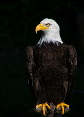 portrait of an american bald eagle