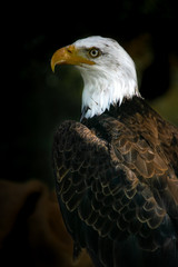 portrait of an american bald eagle