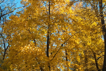 Image of tree with autumn yellow and red leaves
