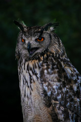 portrait of an owl