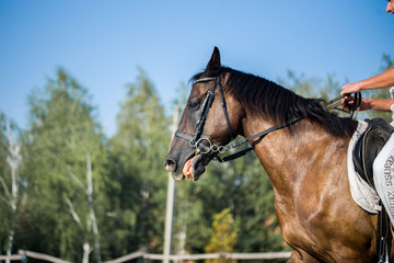 Obraz premium Horseman on horseback, ranch, horse farm. Golop, riding lessons.