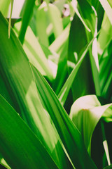 Background texture of bright green tropical leaves