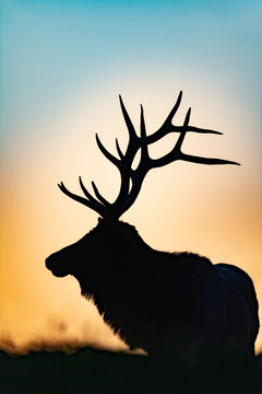 A portrait silhouette of a Bull Elk at sunset.