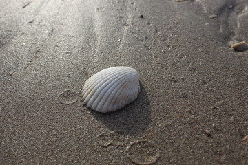 Fototapeta na wymiar Seashell